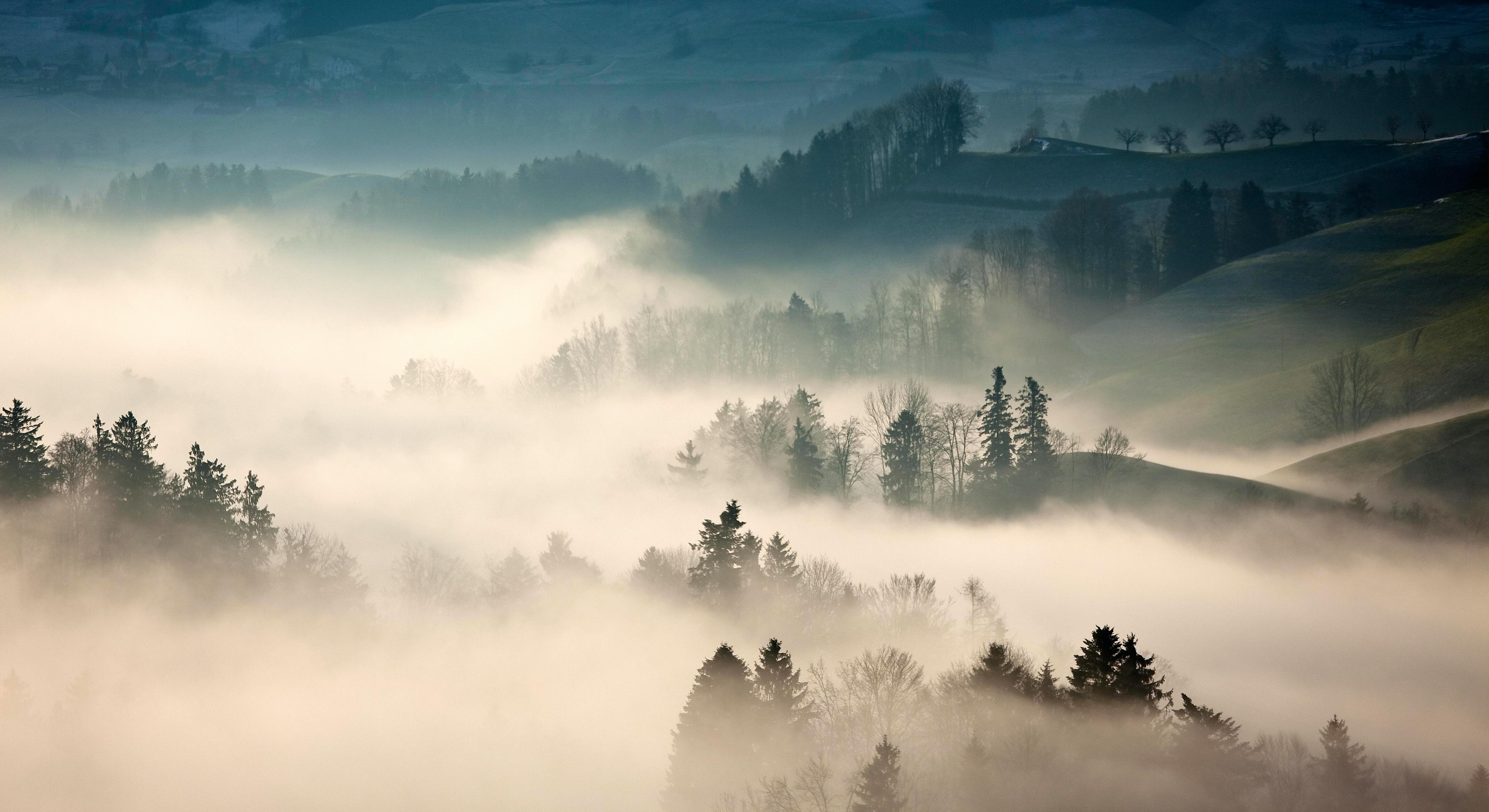 Background of a dark misty forest